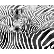 Mural TNT Zebras Kenya