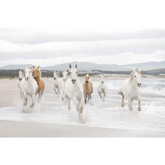 Papel de parede fotográfico White Horses Multicolor