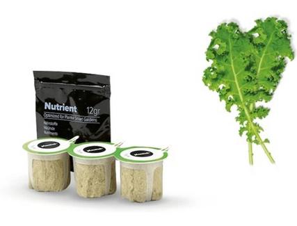 Sementes de Couve Kale Curled Green BOSCH MSGZS016 (3-5 semanas)